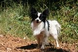 EPAGNEUL PAPILLON 157